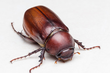 Rhino beetle (Dynastinae)