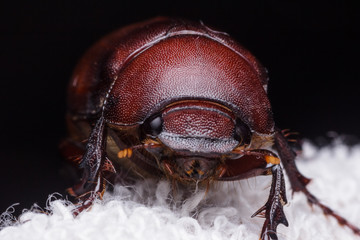 Rhino beetle (Dynastinae)
