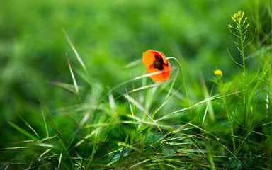 Poppy flower Macro