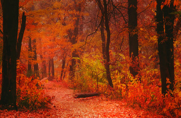 Autumn landscape, cloudy rainy foggy day in the park, selective focus