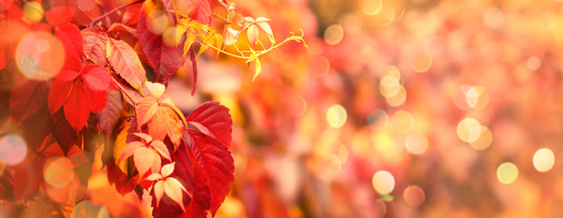 Autumn natural background with red and yellow leaves, fall bright landscape, banner, place for text
