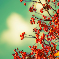Autumn natural background with orange berries and blue sky, fall landscape, vintage filter, place for text