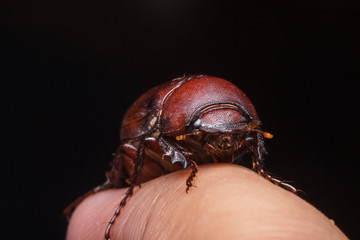 Rhino beetle (Dynastinae)