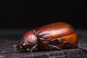 Rhino beetle (Dynastinae)