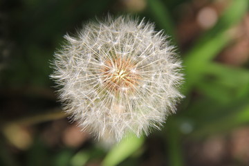 タンポポの綿毛(宮城県)