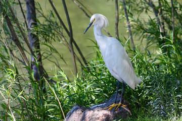 Wildlife of Colorado - Snowy Egret Perched on the Shore of a Pond.