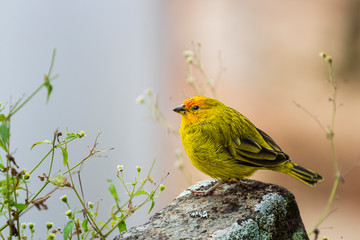 close-up on Canary bird, Scientific name Serinus canaria
