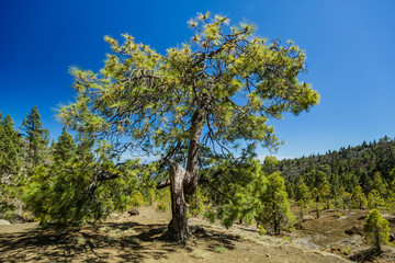 Fototapeta na wymiar Huge twisted pine tree jn the stony path at upland surrounded by pine trees at sunny day. Clear lue sky. Rocky tracking road in dry mountain area with needle leaf woods. Tenerife