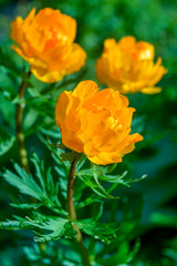Obraz premium Blooming orange meadow flower in the garden