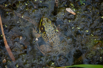 frog in pond