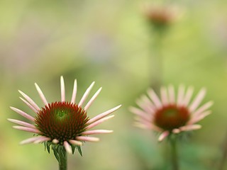 エキナケアの花のアップ