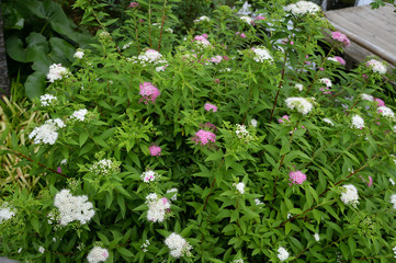 長谷寺の庭園に咲く花