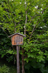 長谷寺の沙羅の樹