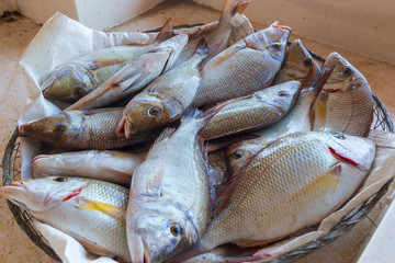 fresh fish at the market