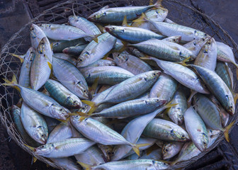 fresh fish at the market