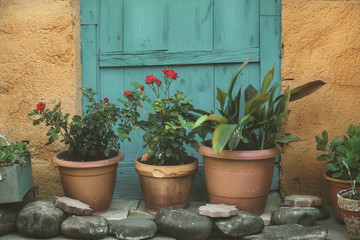 Clay pots with red geraniums, in front of a blue old wooden door