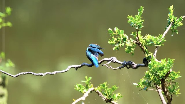 Slow motion movie of the scene that bird Kingfisher (Alcedo atthis) stand on the branch, clean it feather with beak in wind with nature background.