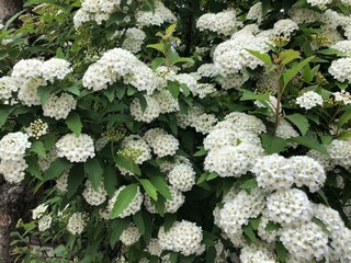 white flowers in the garden