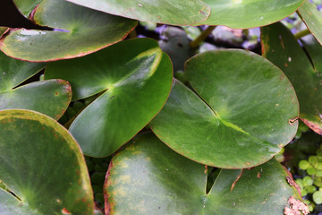 The bush leaves shape the green circle of the lotus tree, Leaf of tropical plants