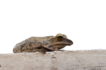 Big eye sparkle of amphibians in tropical Asia , Common tree frog isolated on white background