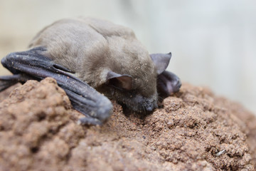 Lesser Asiatic Yellow House Bat (Scotophilus kuhlii) resting on rock, Animals mammals that can fly and has brown hair