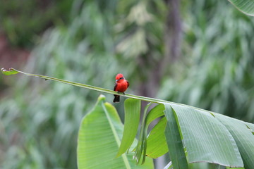 Red bird