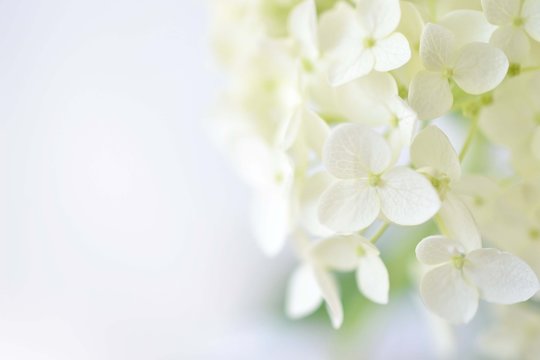 アナベル