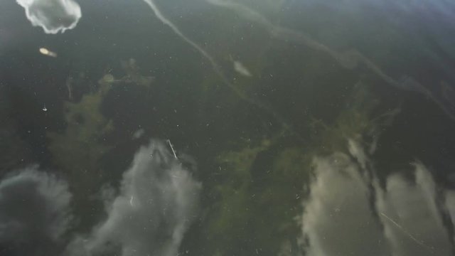 Clouds reflection in pond with seaweed underwater