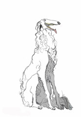 Borzoi