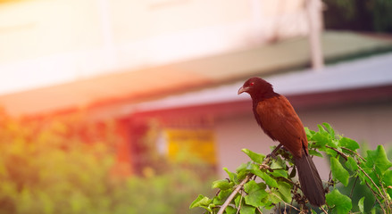 The greater coucal or crow pheasant (Centropus sinensis), on a branch with softlight, Sunshine in...