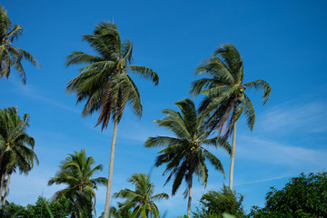 Fototapeta na wymiar tropical Coconut tree against clear sky