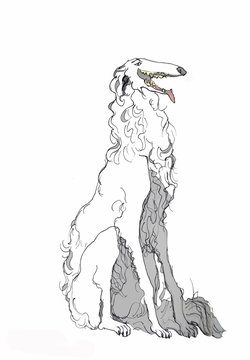 Borzoi