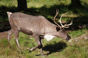 トナカイ　North America Alaska Animals Reindeer