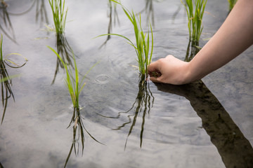 田植えをしている女性の手自然日本昔ながら