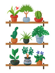 House flowers shelf indoor floriculture vector illustration. Nature home decoration gardening. Indoor plants in flowerpot beauty decorative flora. Foliage exotic garden houseplant table.