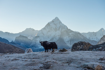 Mt.Ama Dablam (6,812 metres) at sunrise view from Dzongla village (4,830 metres) in Solukhumbu region of Nepal. © boyloso