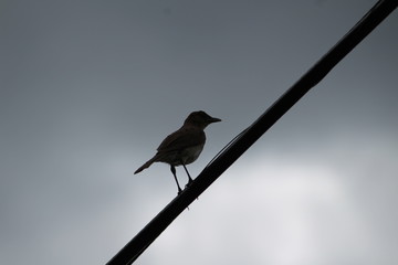 bird