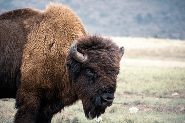 Fototapeta premium Bison