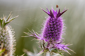 Thistle with a Spider Web
