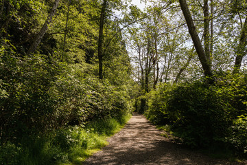 easy hiking trail in the park near Killarney Lake Bowen island british columbia.