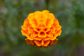 Yellow flower with garden background - image