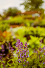 garden centre with very shallow depth of field