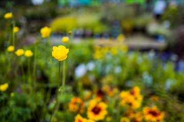 shallow depth of field photo of an english garden centre