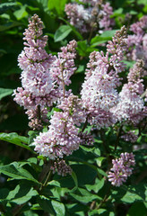 Syringa is a genus of shrubs belonging to the Oleaceae family.Luxurious shrub, extremely hardy, which grows well outdoors and decorates the spring gardens.