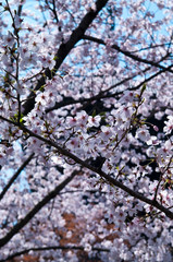 Scenery around Toji Temple in Kyoto,Japan.　