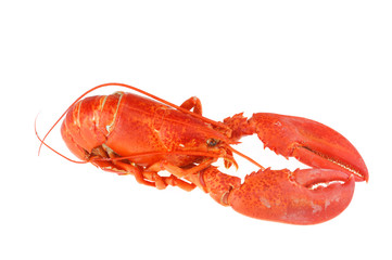 single cooked red lobster isolated on white background