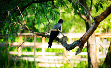 Black crow on a tree in the park