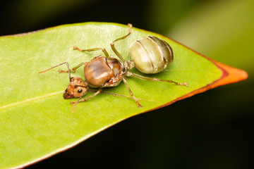 fly on leafBig ant on leaf