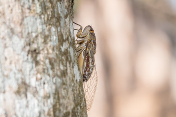 Insect cocada on green leaf