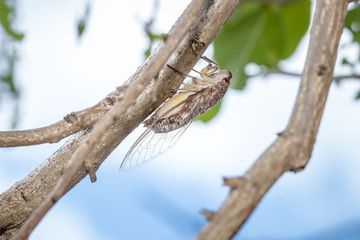 Insect cicada on tree